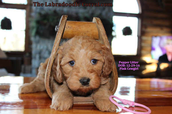 La Crosse Labradoodle Puppies