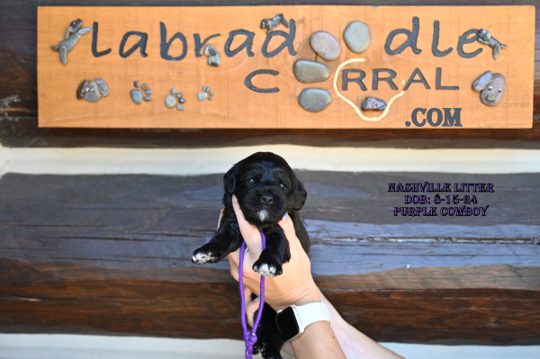 Berwyn, IL Labradoodle Puppy Breeder