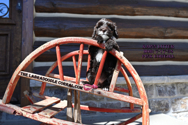 Elmhurst, IL Labradoodle Puppy Breeder