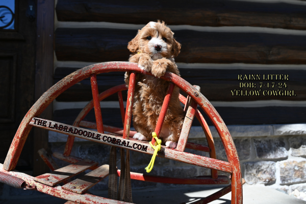 Hoffman Estates, IL Labradoodle Puppy Breeder