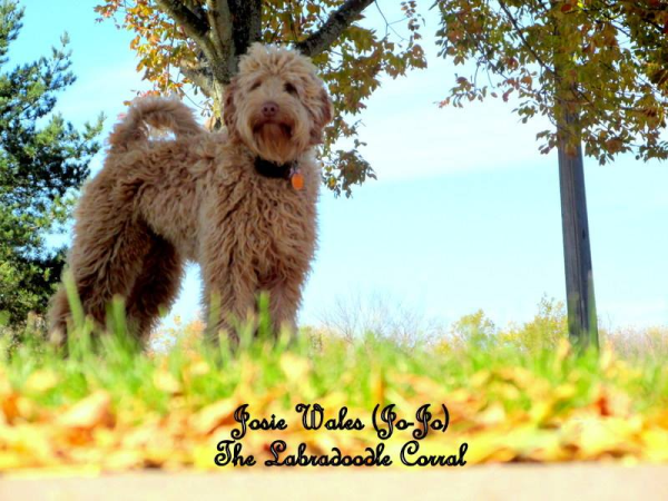 Milwauke Labradoodle Breeder