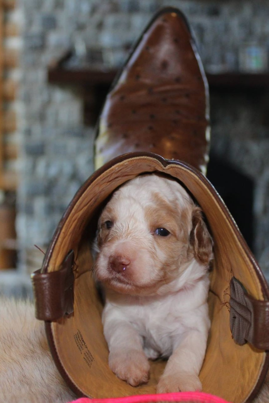 Lakeville Labradoodle Puppies for Sale