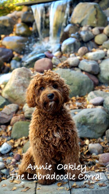 Madison Labradoodle Puppies For Sale