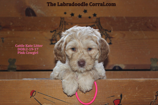 Mankato Labradoodle Breeder