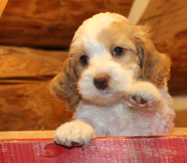 Maple Grove MN Labradoodle Puppies for Sale