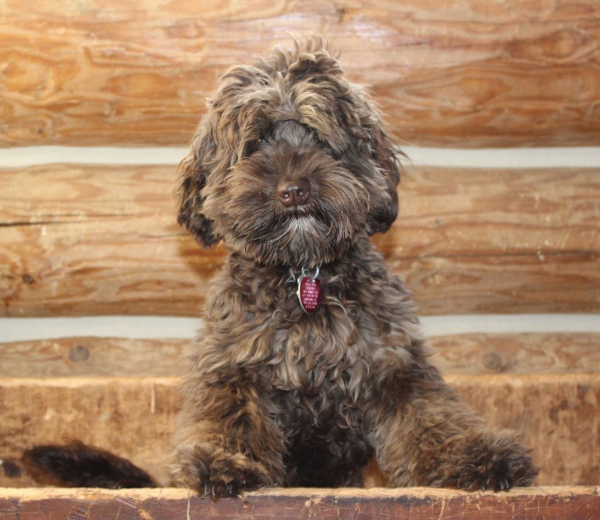 Minnetonka labradoodle breeder: puppies for sale