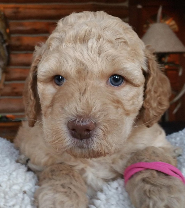 Moline labradoodle breeder: puppies for adoption