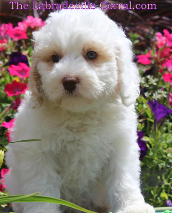 Naperville Labradoodle Puppy Breeder