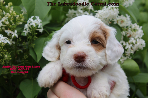 Oshkosh Labradoodle Breeder Puppies