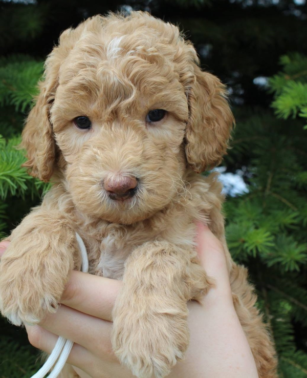 Palatine Labradoodle Puppy Breeder