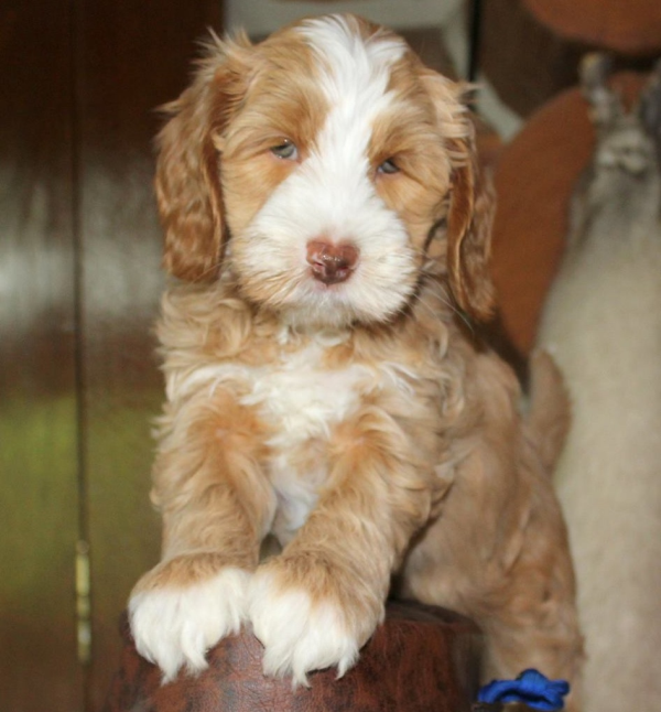 Peoria labradoodle puppy breeder: puppies for sale or guardian dogs for adoption