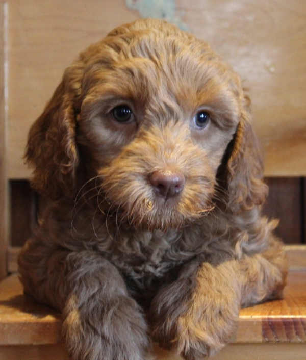 Plymouth labradoodle puppies breeder of small medium mini and large poodle mix dogs. Rescue your family choose adoption today The Labradoodle Corral Wisconsin