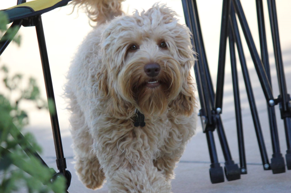 Rockford Labradoodle Puppy Breeder