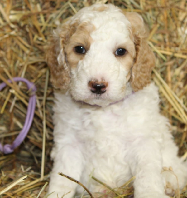 Schaumburg labradoodle breeder puppies for adoption