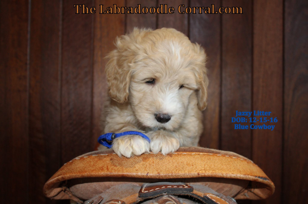 Sheboygan labradoodle puppies