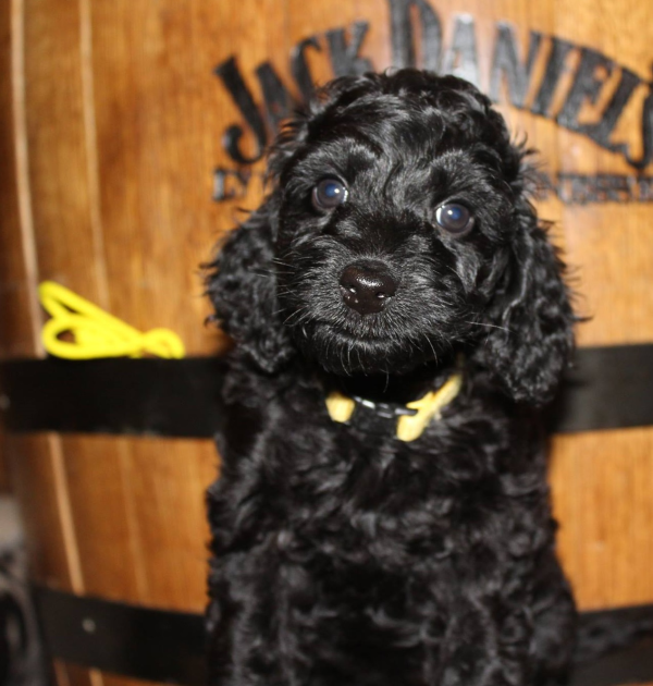 Springfield IL Labradoodle Puppies for Sale