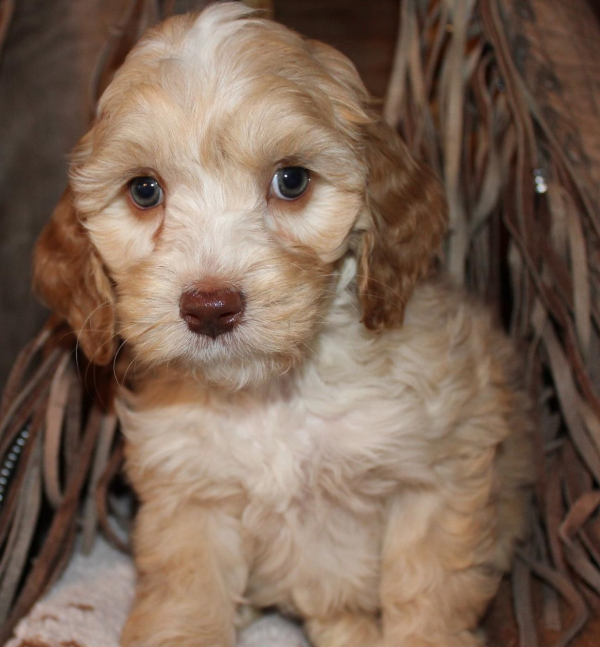 St. Cloud MN Labradoodle Puppies for Sale