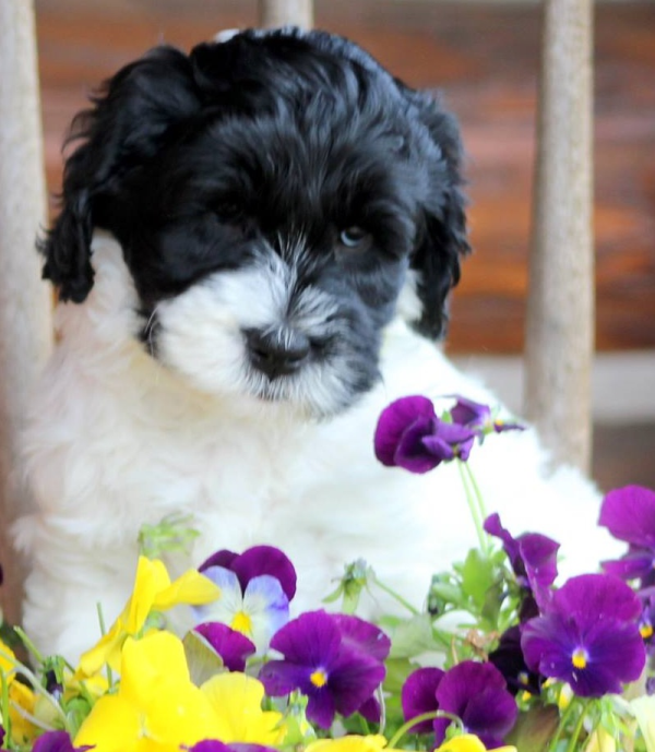 St. Paul labradoodle puppy breeder