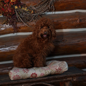 WI Labradoodle puppies