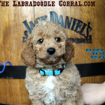 Apple Valley Labradoodle Puppy Breeder