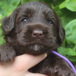 Arlington Heights Labradoodle Puppies For Sale