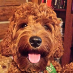 Racine Labradoodle Breeder