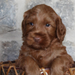 Blaine Labradoodle Breeder