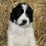 Bloomington Labradoodle Breeder Puppies For Sale