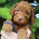 Bolingbrook Labradoodle Puppy Breeder Puppies For Sale