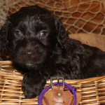 Brooklyn Park MN Labradoodle Puppies for Sale