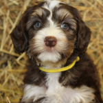 Burnsville MN Labradoodle Breeder