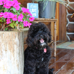 Cedar Rapids Labradoodle Puppies For Sale