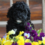 Champaign labradoodle breeder puppies for sale