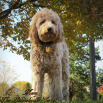 Labradoodle Breeder Chicago