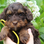 Cicero Labradoodle Breeder: Puppies For Sale
