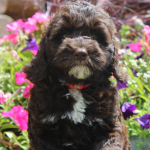 Coon Rapids Labradoodle Breeder