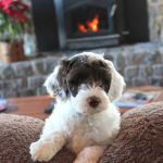 Crystal Lake Labradoodle Puppies For Sale