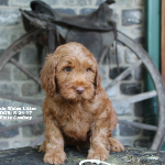 Davenport Iowa Labradoodle Puppy