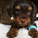 DeKalb IL Labradoodle Puppies For Sale