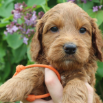 Decatur Labradoodle Puppy For Sale