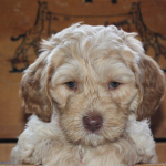 Des Moines Labradoodle Breeder: Puppies For Sale