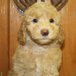 Des Plaines labradoodle breeder: puppies for sale 