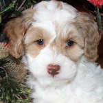 Duluth MN Labradoodle Puppies for Sale