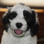Eagan MN labradoodle breeder: puppies for sale