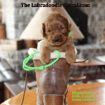 Eau Claire Labradoodle Puppy Breeder