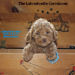 Edina Labradoodle Puppy Breeder