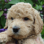 Elgin Labradoodle Puppies Breeder 