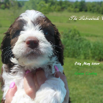 Fond du Lac labradoodle puppies