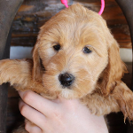 Fort Wayne, IN Labradoodle Breeder