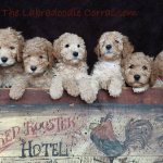 Indianapolis labradoodle breeder: puppies for sale
